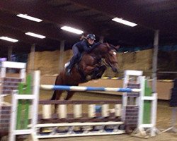 jumper Madox (Polish Warmblood, 2008, from Medal)