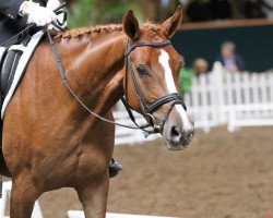 dressage horse Sommelier (Oldenburg, 2009, from Sorento OLD)