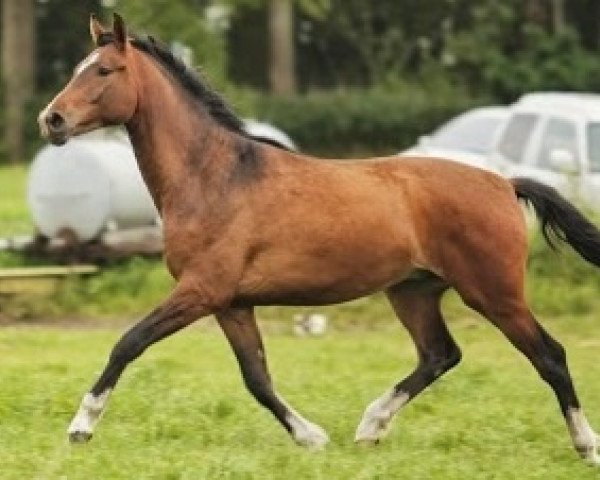 Deckhengst Glenn (KWPN (Niederländisches Warmblut), 2011, von Up To Date)