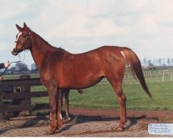 broodmare Polka (Arabian thoroughbred, 1975, from Aswan 1958 EAO)