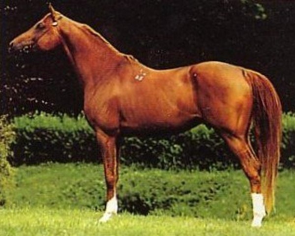 stallion Drakon 1985 ox (Arabian thoroughbred, 1985, from Prizrak 1970 ox)