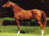 stallion Drakon 1985 ox (Arabian thoroughbred, 1985, from Prizrak 1970 ox)