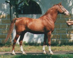 stallion Gepard 1984 ox (Arabian thoroughbred, 1984, from Naftalin 1977 ox)