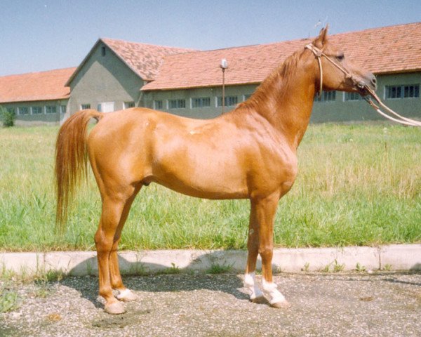 stallion Parusnik 1987 ox (Arabian thoroughbred, 1987, from Naftalin 1977 ox)
