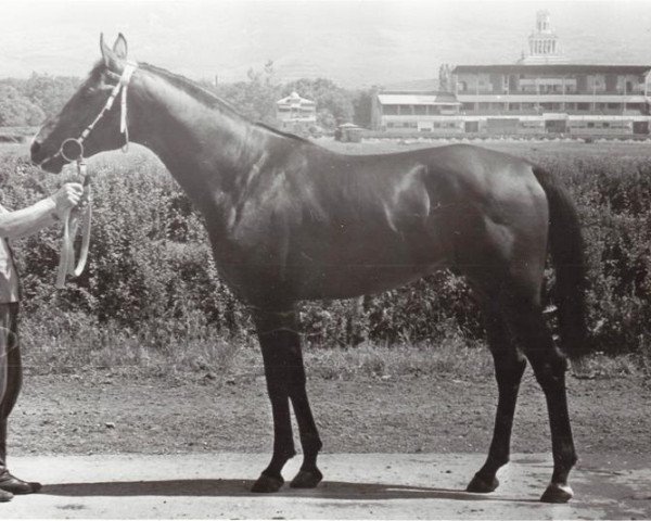 stallion Kapitolij 1976 ox (Arabian thoroughbred, 1976, from Topol 1958 ox)