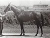 stallion Kapitolij 1976 ox (Arabian thoroughbred, 1976, from Topol 1958 ox)