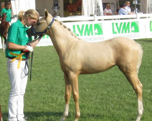 dressage horse Diva Royal Deluxe 3 (German Riding Pony, 2013, from Nancho's Highlight)