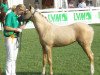 dressage horse Diva Royal Deluxe 3 (German Riding Pony, 2013, from Nancho's Highlight)