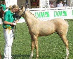 dressage horse Diva Royal Deluxe 3 (Deutsches Reitpony, 2013, from Nancho's Highlight)