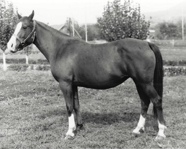 broodmare Kaya 1964 ox (Arabian thoroughbred, 1964, from Semen 1956 ox)