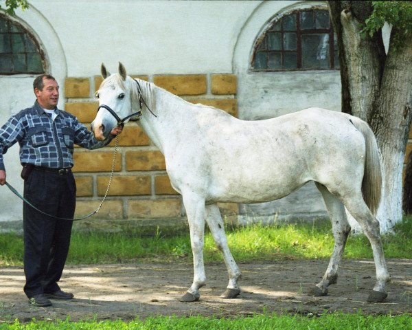 Zuchtstute Kamea 1987 ox (Vollblutaraber, 1987, von Mastak 1977 ox)