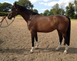 broodmare Thelma (Swedish Warmblood, 2003, from Catalani)