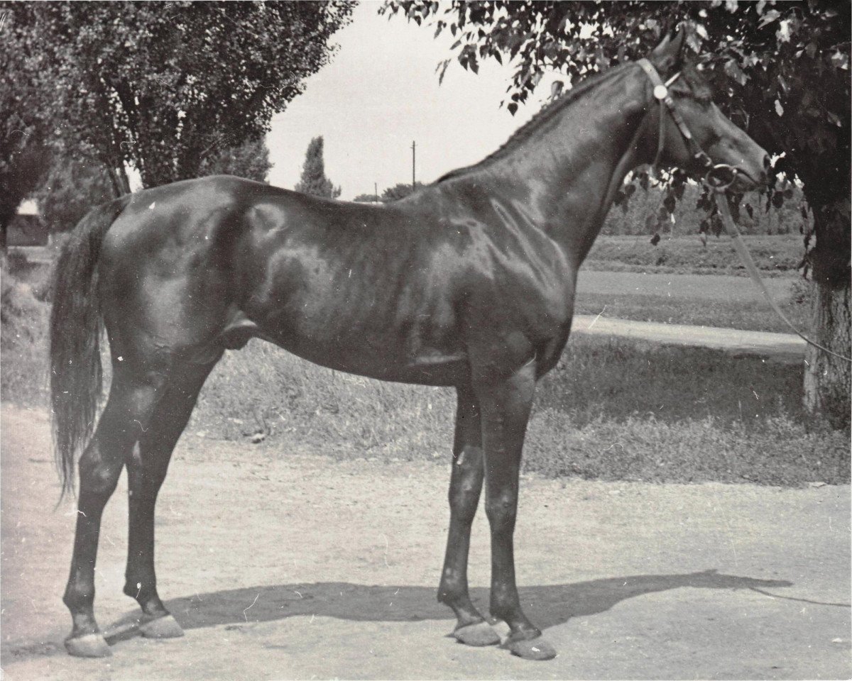 Deckhengst Anchar 1981 ox (Vollblutaraber, 1981, von Moment 1969 ox)