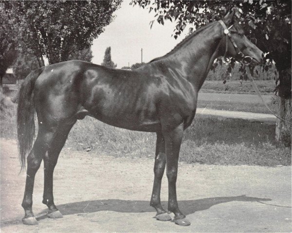 stallion Anchar 1981 ox (Arabian thoroughbred, 1981, from Moment 1969 ox)