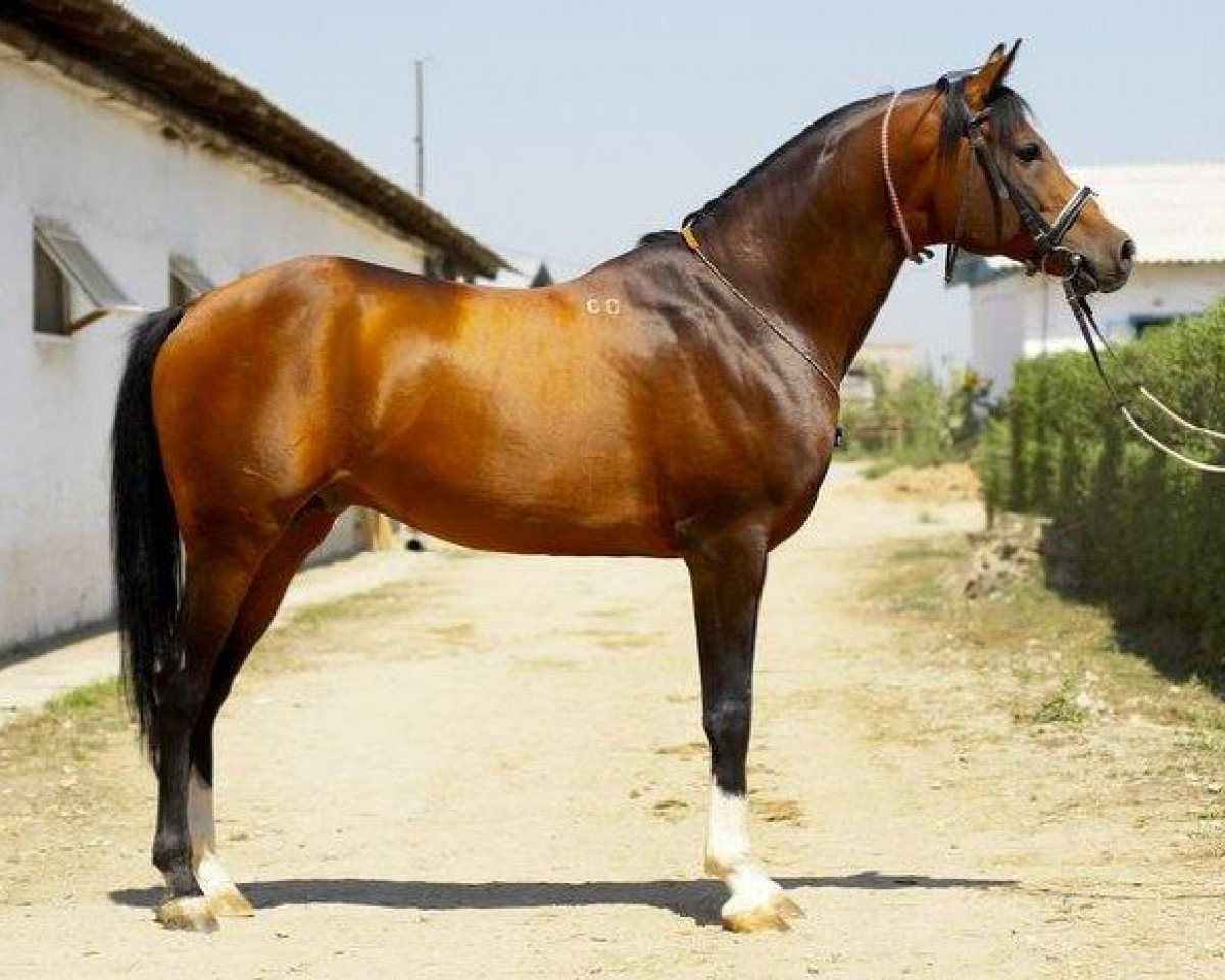stallion Kamelot 2000 ox (Arabian purebred, 2000, from Anchar 1981 ox)