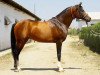 stallion Kamelot 2000 ox (Arabian thoroughbred, 2000, from Anchar 1981 ox)