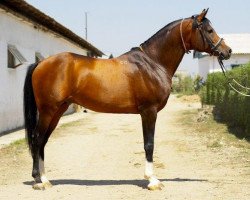 stallion Kamelot 2000 ox (Arabian thoroughbred, 2000, from Anchar 1981 ox)