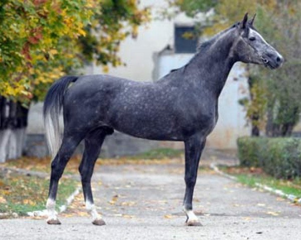 stallion Valentino G 2006 ox (Arabian thoroughbred, 2006, from Nonius 2001 ox)