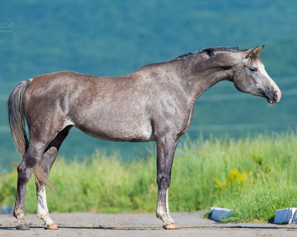 broodmare Vikunia 2009 ox (Arabian thoroughbred, 2009, from Kamelot 2000 ox)