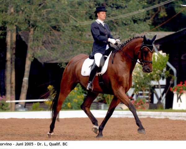 Pferd Corvino 2 (Holsteiner, 2000, von Carolus I)