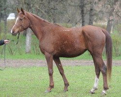 broodmare Kastilia 2008 ox (Arabian thoroughbred, 2008, from Status 2000 ox)