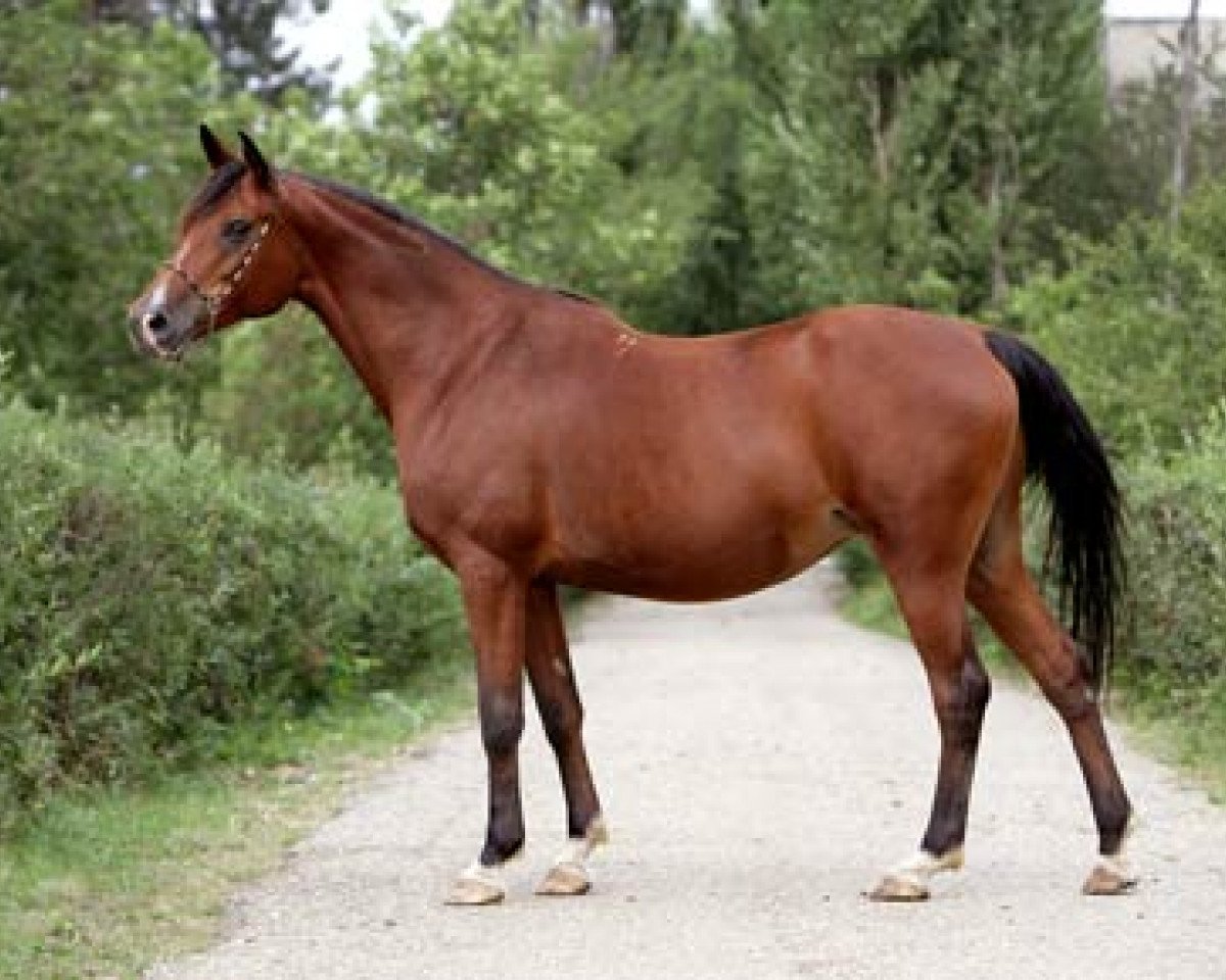 broodmare Koldunia 1992 ox (Arabian purebred, 1992, from Naftalin 1977 ox)