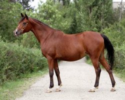 broodmare Koldunia 1992 ox (Arabian thoroughbred, 1992, from Naftalin 1977 ox)