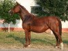 broodmare Kassandra 2000 ox (Arabian thoroughbred, 2000, from Nougatin 1994 ox)