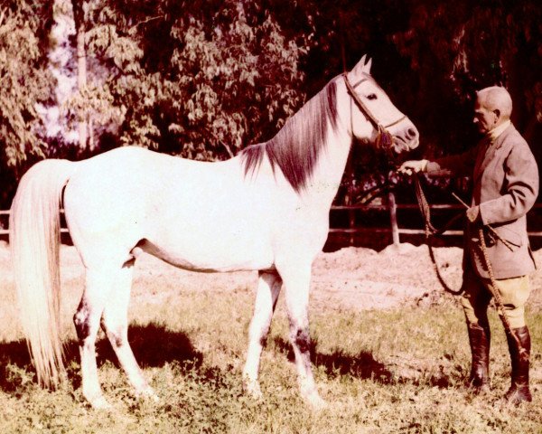 stallion Sharkasi 1941 EAO (Arabian thoroughbred, 1941, from EAO reg.pod c.9)