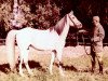 stallion Sharkasi 1941 EAO (Arabian thoroughbred, 1941, from EAO reg.pod c.9)