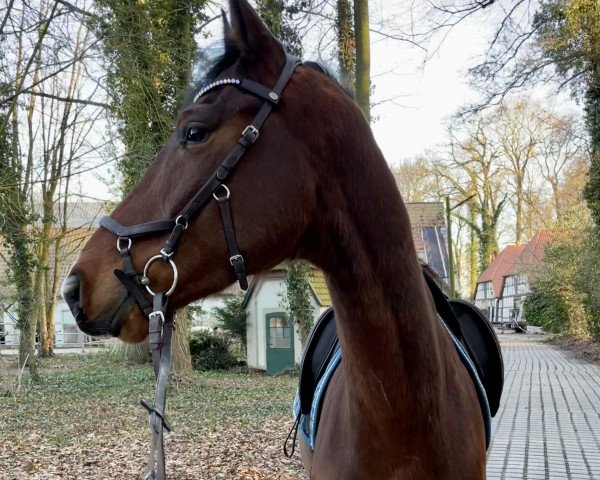 dressage horse Dieter BM (German Sport Horse, 2016, from Der Lord)