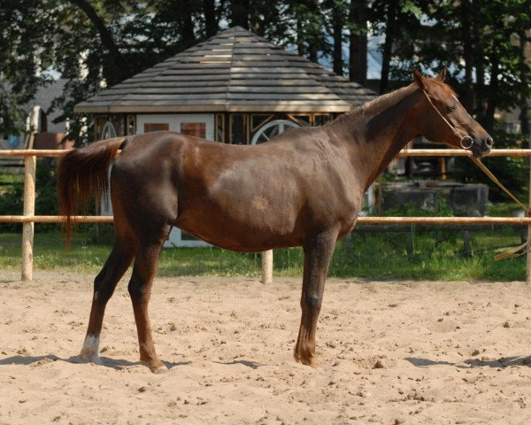 broodmare Greshnica 1984 ox (Arabian thoroughbred, 1984, from Kumir 1973 ox)