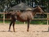 broodmare Greshnica 1984 ox (Arabian thoroughbred, 1984, from Kumir 1973 ox)