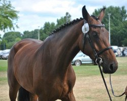 broodmare Honey R (Holsteiner, 2015, from Calido I)