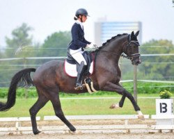 dressage horse Sweet Spot 3 (Hanoverian, 2017, from San Amour I)