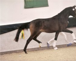 dressage horse Fürst Falkland (Oldenburg, 2011, from Fürst Romancier)