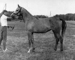 broodmare Bahroma 1982 ox (Arabian thoroughbred, 1982, from Mascat 1976 ox)