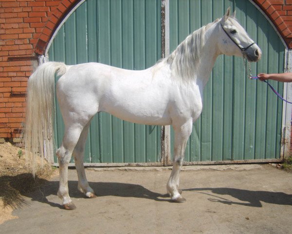 stallion Barkas 1991 ox (Arabian thoroughbred, 1991, from Strij 1977 ox)