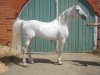 stallion Barkas 1991 ox (Arabian thoroughbred, 1991, from Strij 1977 ox)