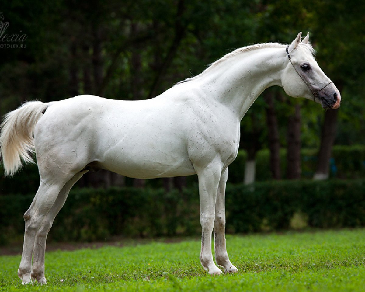 stallion Gabon 1997 ox (Arabian purebred, 1997, from Barkas 1991 ox)