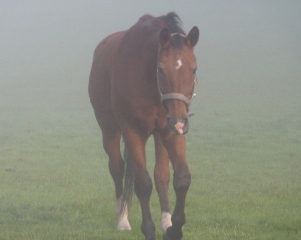 horse Strawberry Ariba (Hanoverian, 1990, from Argentan I)