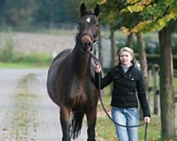 broodmare Dornroeschen (Hanoverian, 1996, from Davignon I)