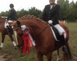 dressage horse Pandora 251 (German Riding Pony, 2004)