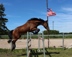 jumper Dumcro (KWPN (Royal Dutch Sporthorse), 2008, from Numero Uno)