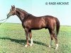 stallion Pomeranets 1952 ox (Arabian thoroughbred, 1952, from Priboj 1944 ox)
