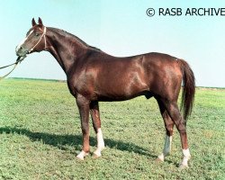 stallion Pomeranets 1952 ox (Arabian thoroughbred, 1952, from Priboj 1944 ox)