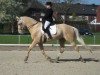 dressage horse Pepino 192 (sonstiges Warmblut, 2001)