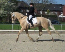 dressage horse Pepino 192 (sonstiges Warmblut, 2001)