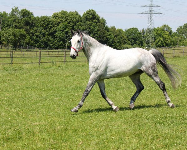 jumper Cassias (Hanoverian, 2002, from Calido I)