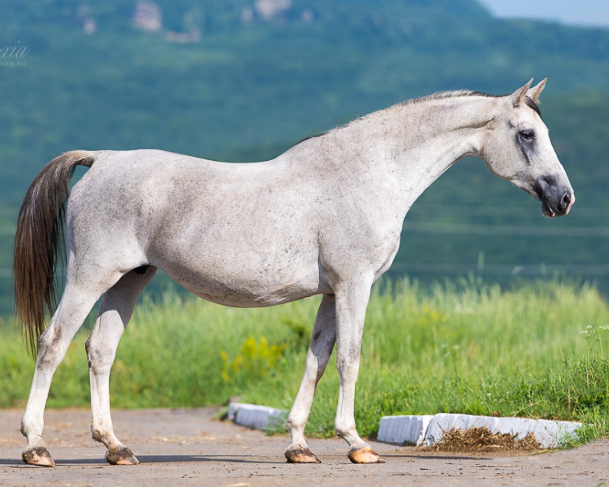 broodmare Vinsena 2001 ox (Arabian purebred, 2001, from Nougatin 1994 ox)